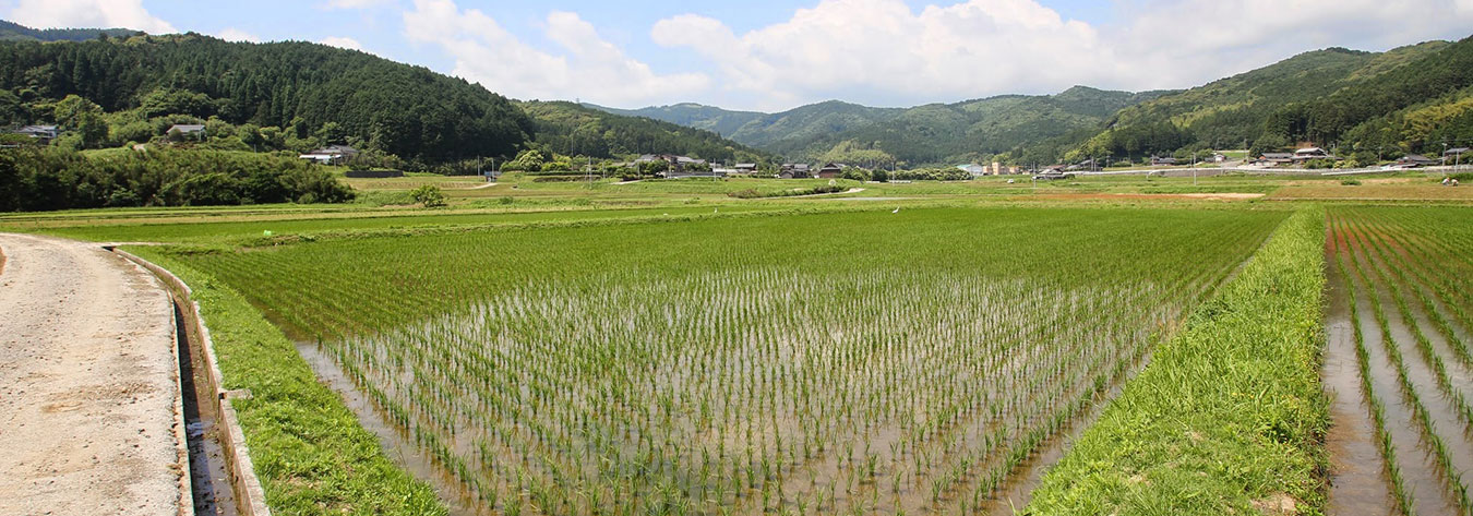 Walk Japan is supporting a rural community in Kunisaki, Oita Prefecture, by planting rice amongst other activities.