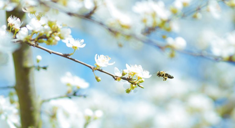 National Trust offers sakura at nine key sites - BCCJ Acumen